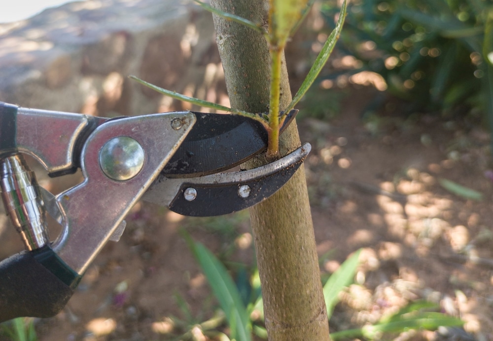 zieke takken van oleander snoeien