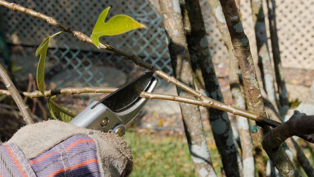 man die met handschoen aan oleander snoeit