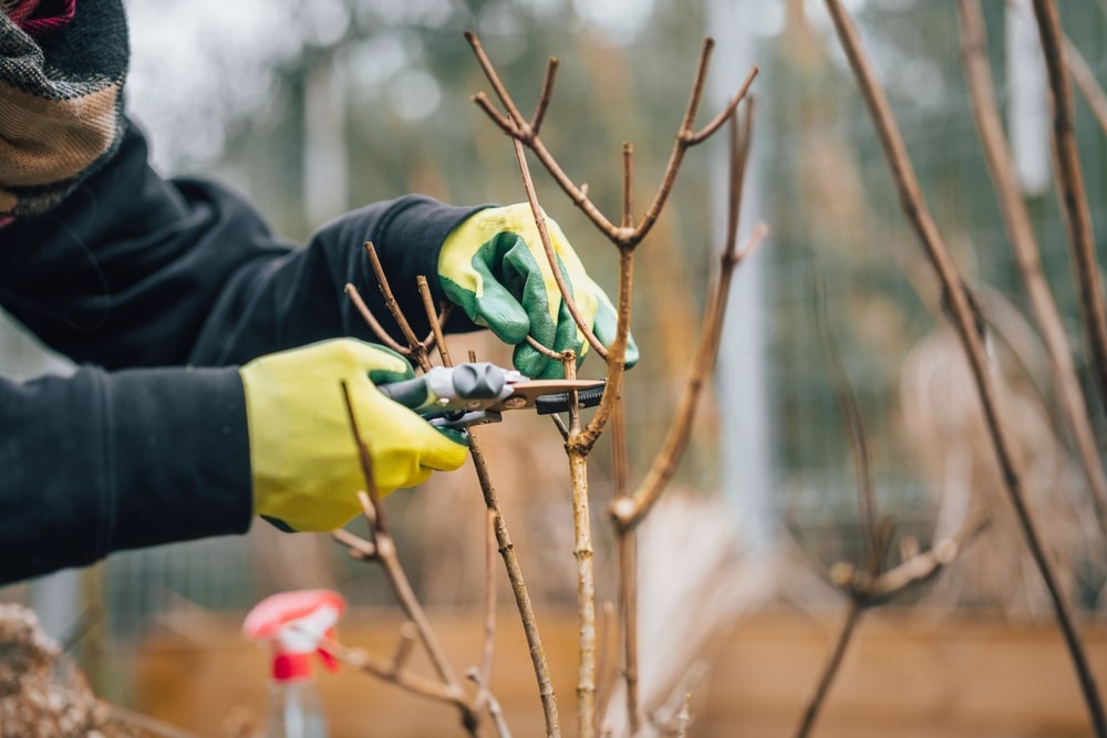 vrouw met lange mouwen en handschoenen die plant snoeit