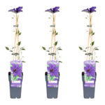 Drie stuks Clematis The President van 65 cm hoog, vooraanzicht