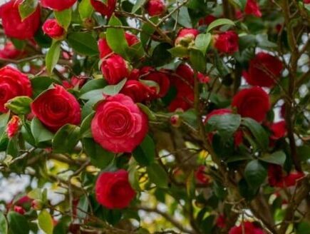 Camelia boom met rode bloemen