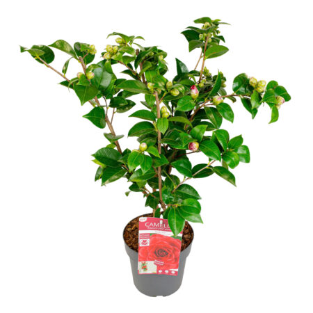 Camelia Japonica Black Lace van 65 cm hoog, vooraanzicht