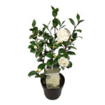 Camelia Japonica Nuccio's Gem van 65 cm hoog, vooraanzicht