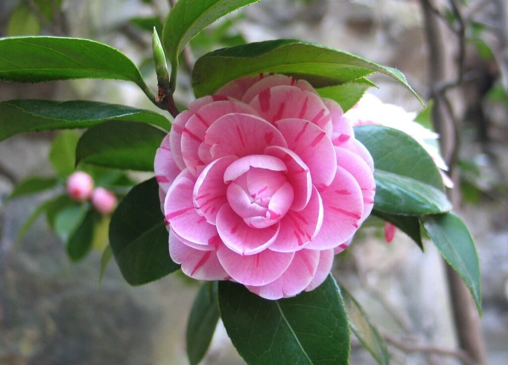 Camelia soort: roze bloem met streep