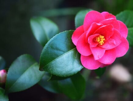 Close-up van goedverzorgde camelia met roze bloem