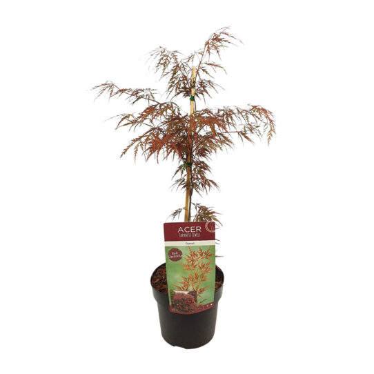 Acer palmatum Garnet van 55 cm hoog, vooraanzicht