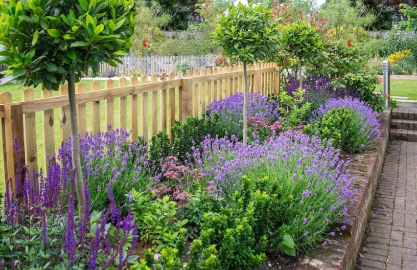 buitenplanten in de tuin