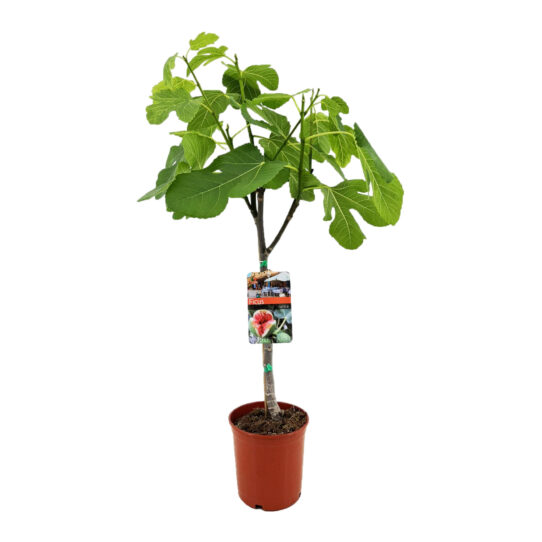 Ficus Carica van 80 cm hoog, vooraanzicht