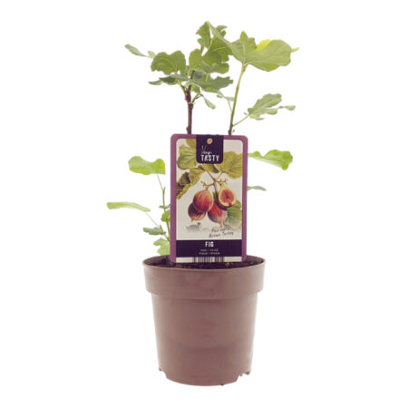 Ficus Carica Brown Turkey van 40 cm hoog, vooraanzicht