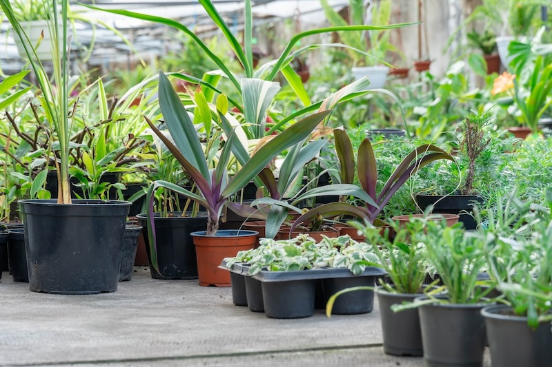 foto van planten magazijn van kweker