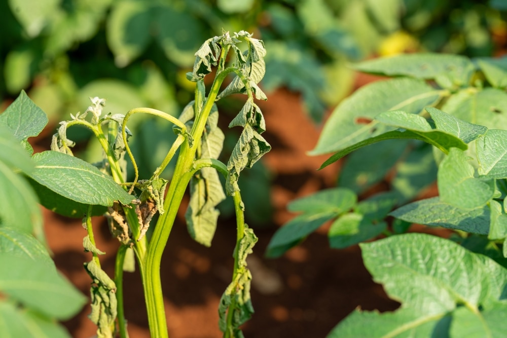 verwelkte bladeren van een aardappelplant