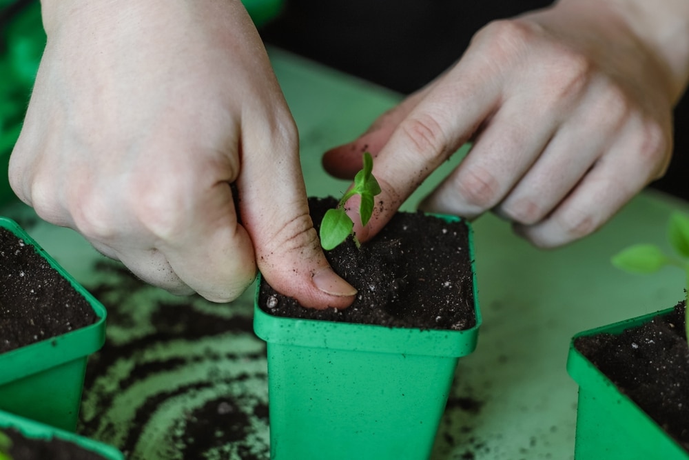 zaailing verplanten