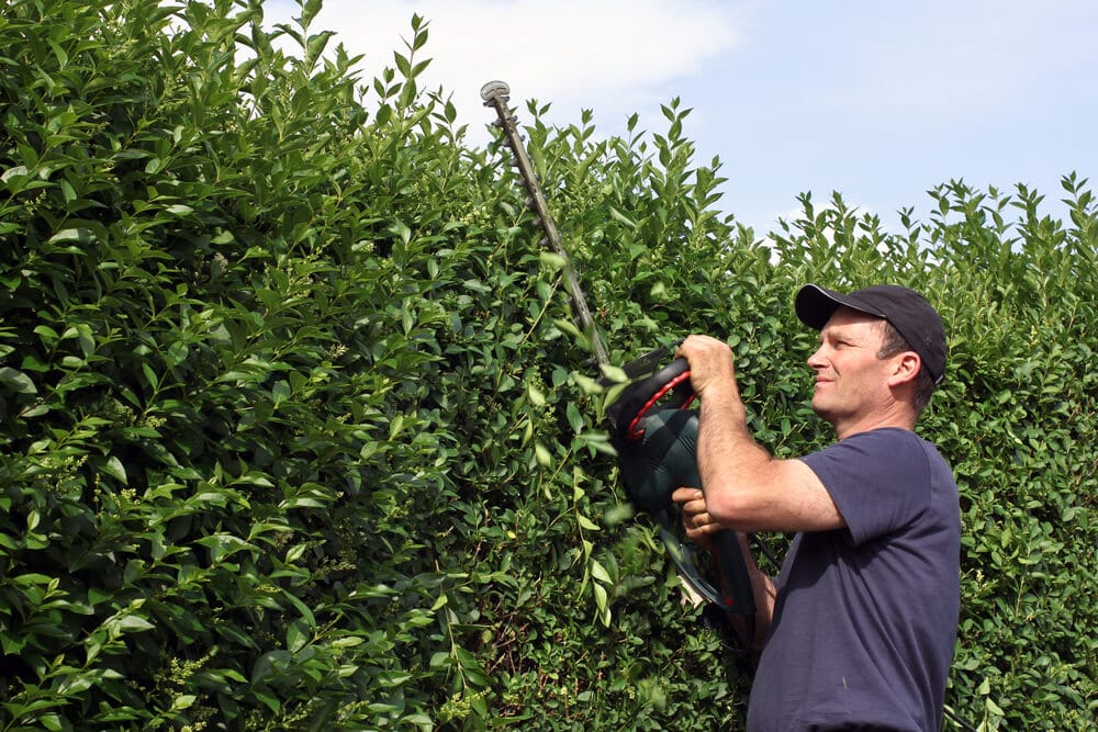 Man snoeit hoge ligusterhaag met heggenschaar