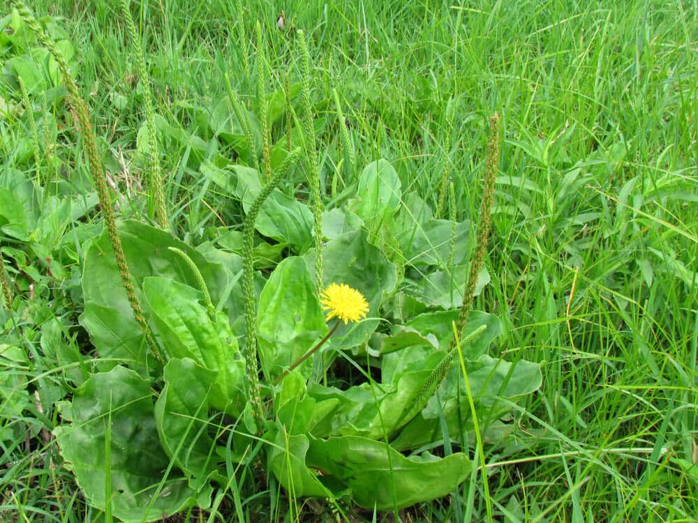 Weegbree in het gras