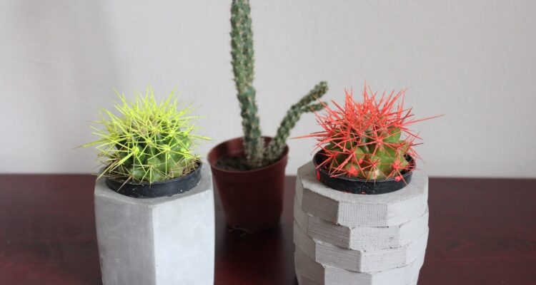 Cactus Planten en Verzorgen: De Complete Gids | MOOWY