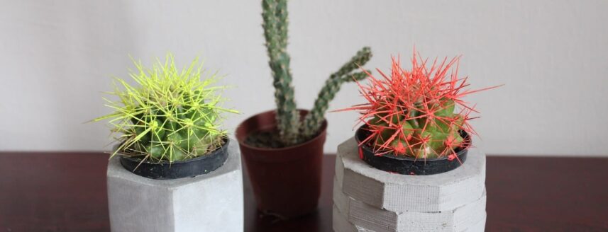 cactus verzameling op tafel