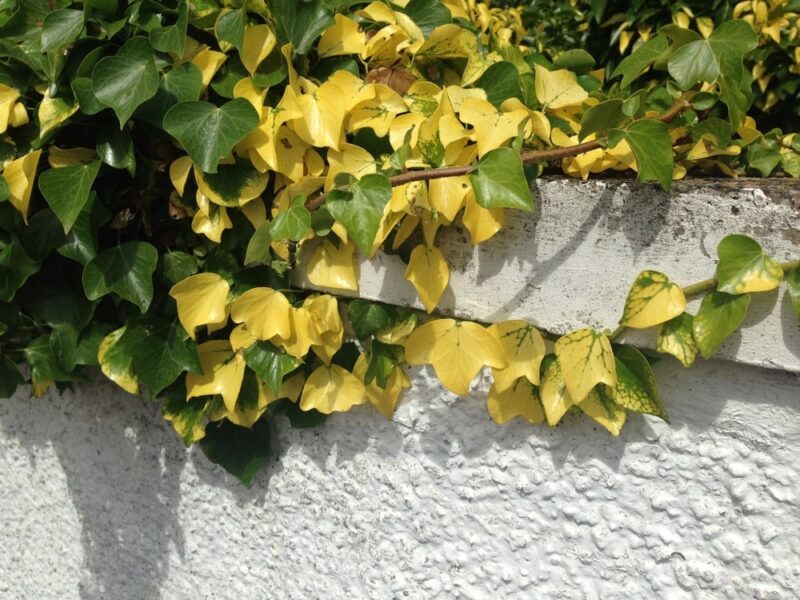 Hedera Helix Buttercup