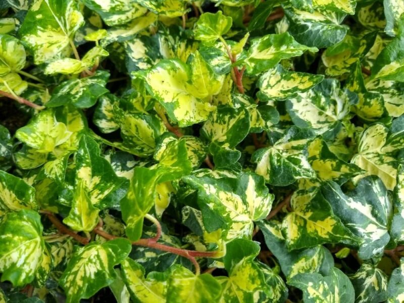 Hedera Helix 'Midas Touch'