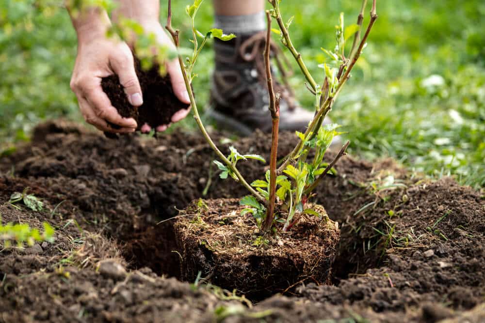 Iemand plant een braam in een plantgat