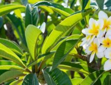 Frangipani met witte bloemen