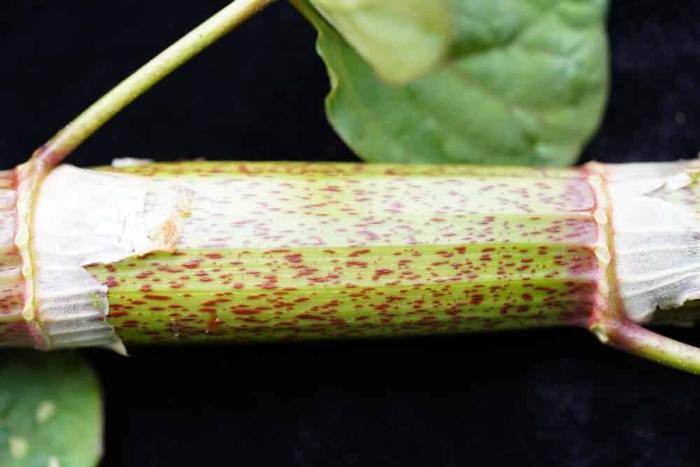 Close up van Japanse duizendknoop stengel met typische rode vlekken