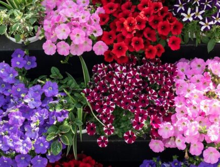 verschillende kleuren petunia's