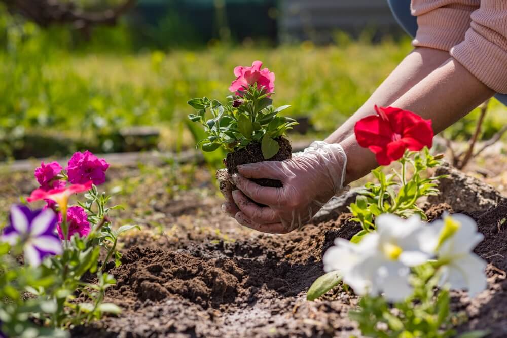 Iemand is petunia aan het planten