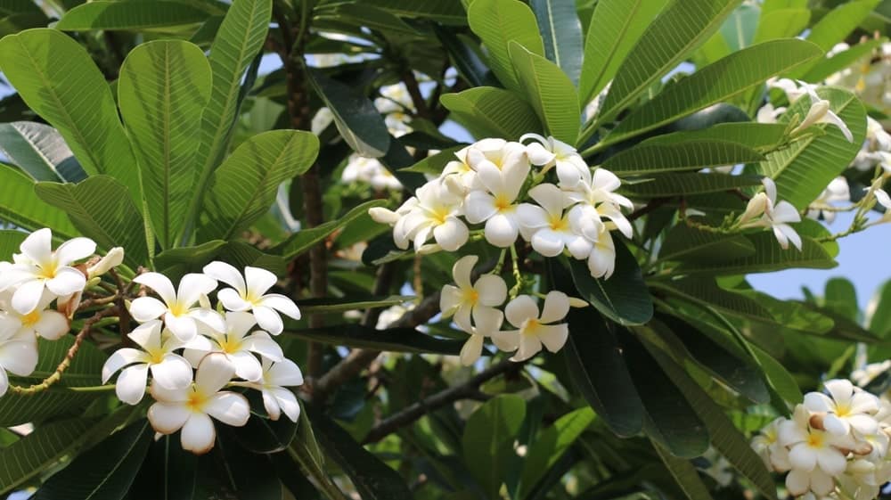 Plumeria in bloei