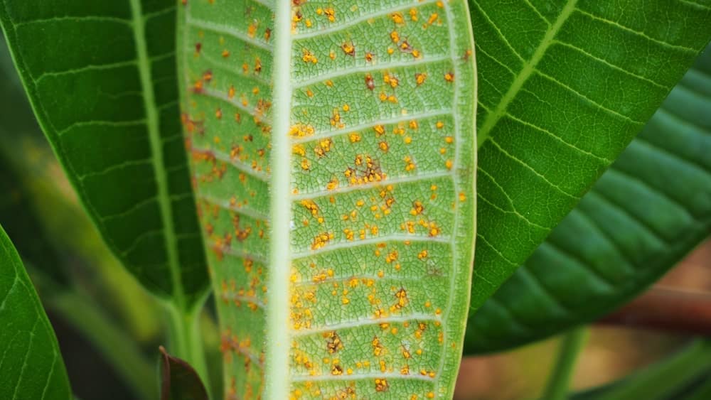 Frangipani-roest: bruine vlekken zijn zichtbaar op blad