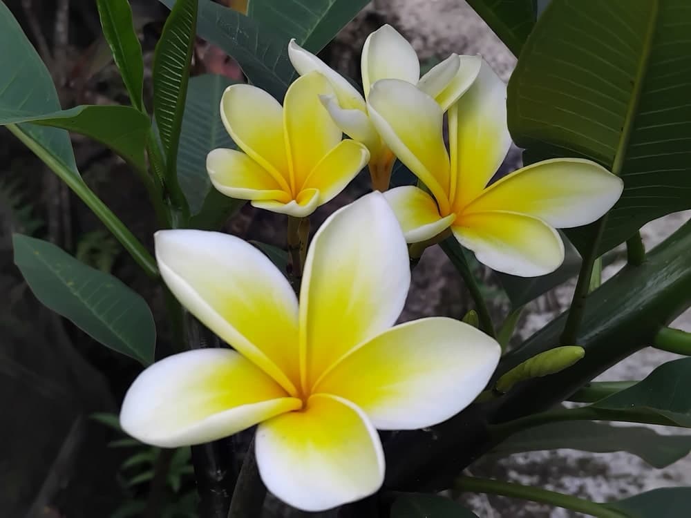 Plumeria alba met witte bloem en gele kern