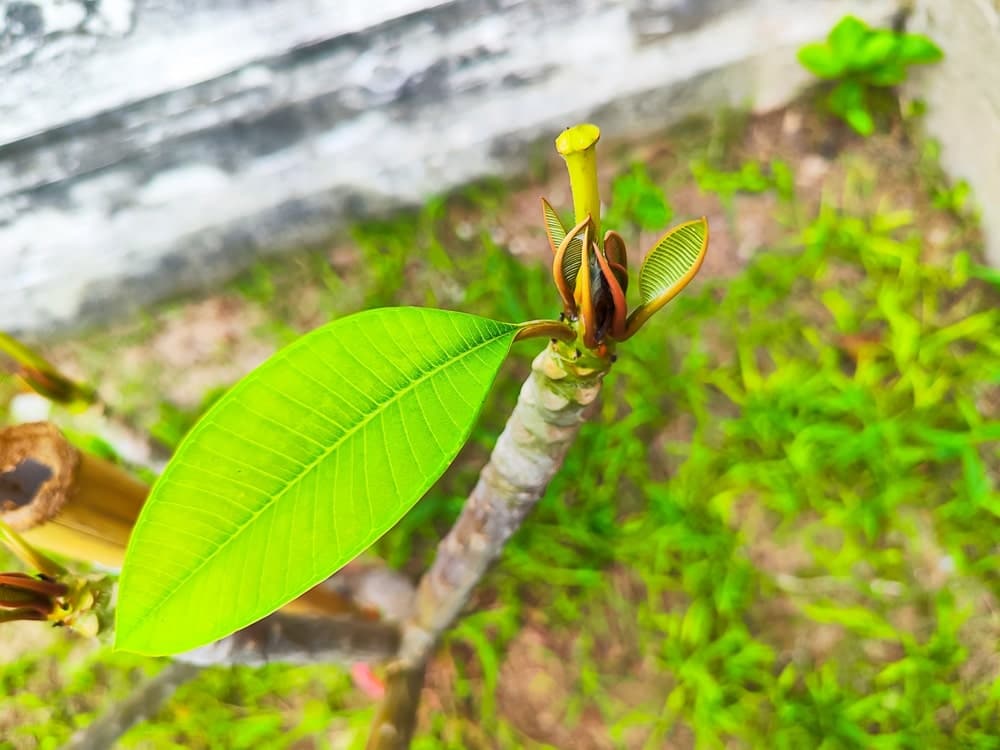 Plumeria krijgt nieuwe groei na snoeien