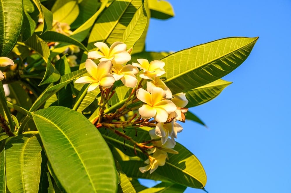 Plumeria obtusa met lichtroze bloemen