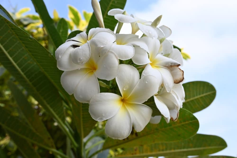 Plumeria pudica met witte, ronde bloemen