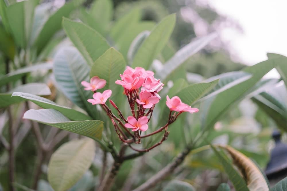 Plumeria ruba met rode bloemen