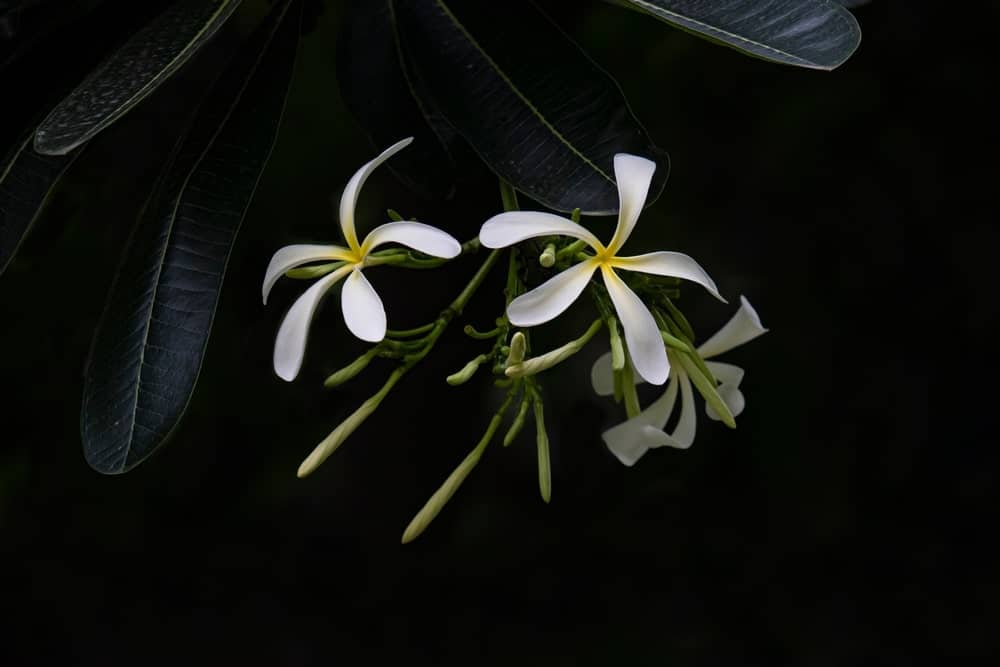 Plumeria stenophylla met dunne witte bloemen en donkergroene bladeren