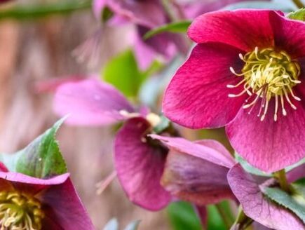 Helleborus met fuchsia bloemen