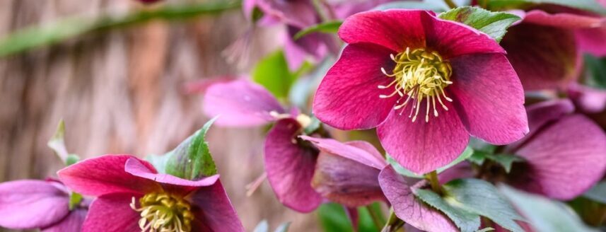 Helleborus met fuchsia bloemen