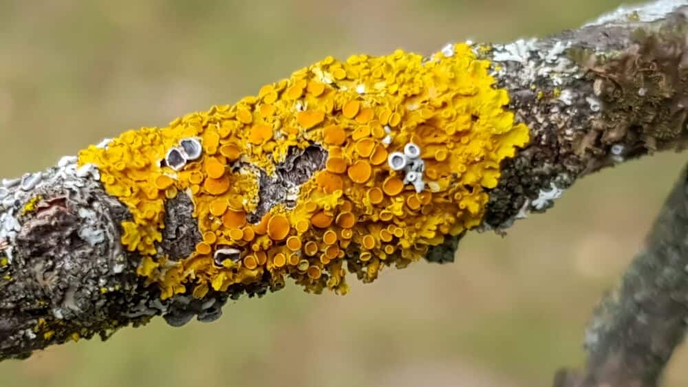 Oranje korstmos op boom