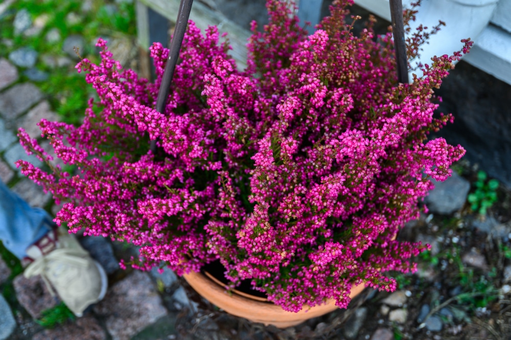 Erica Carnea