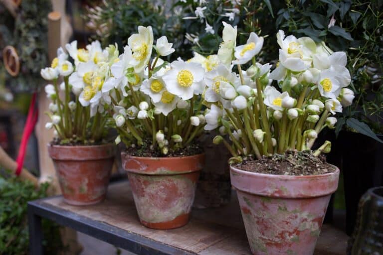 Helleborus niger (Nieskruid) met witte bloemen in pot