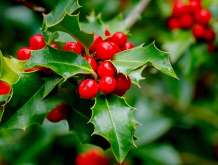 Close-up van Ilex Crenata met rode bessen