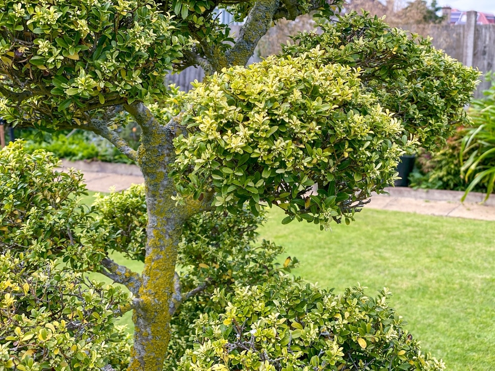 Elegante struik van Ilex crenata in tuin