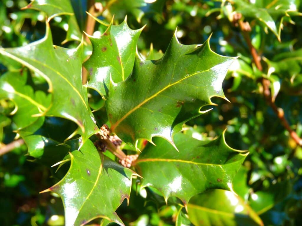 stekelige bladeren van Ilex crenata