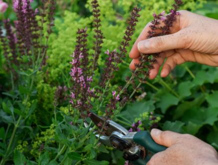 twee vrouwenhanden die een uitgebloeide salvia snoeien