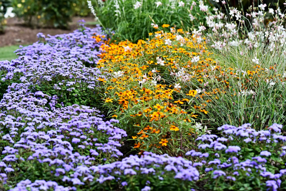 Prachtkaars is border gecombineerd met oranje en paarse bloemen