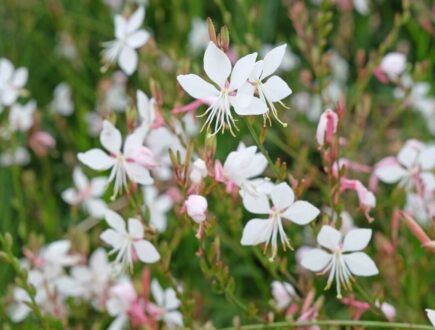 Gaura plant met witte bloemen