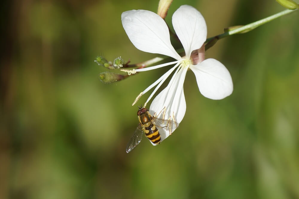 Prachtkaars bloem (wit) met bij erop