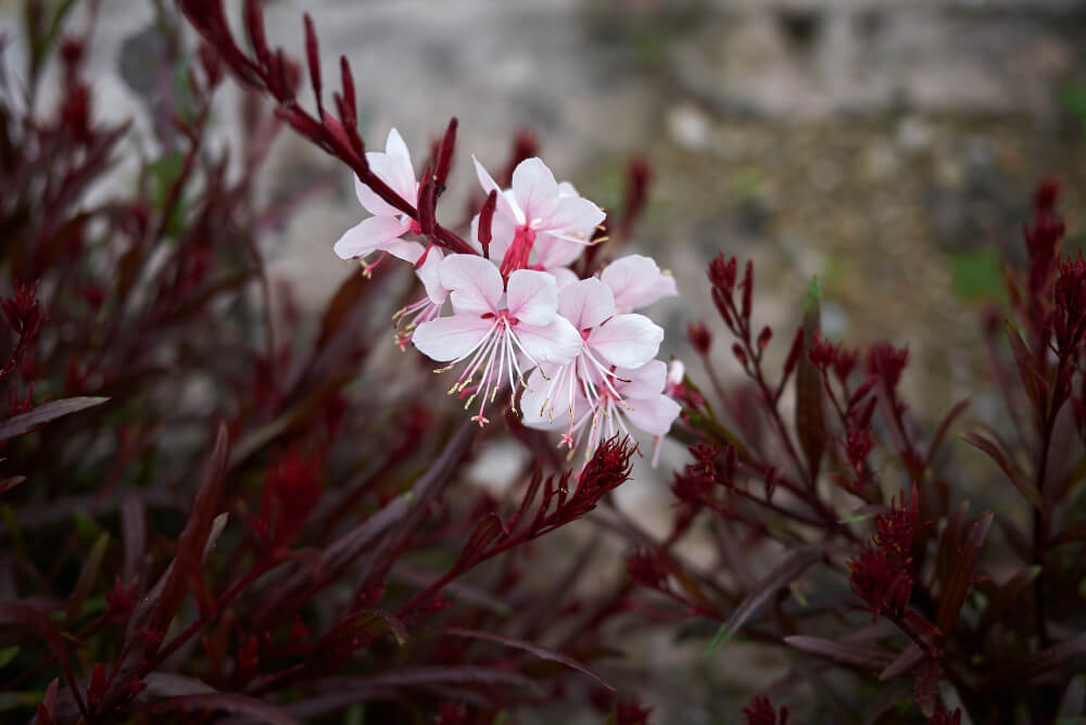 Rood blad van gaura in winter