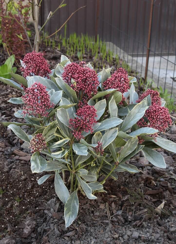 Skimmia in border met mulchlaag eromheen