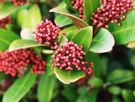 Close up skimmia plan met paars rode knoppen